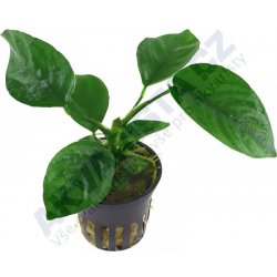 Anubias barteri caladiifolia