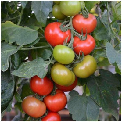 Rajče Crimson Crush PhR F1 - Solanum lycopersicum - prodej semen - 7 ks