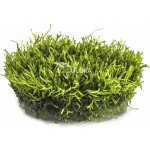 Riccia fluitans - Trhutka plovoucí – Zboží Dáma