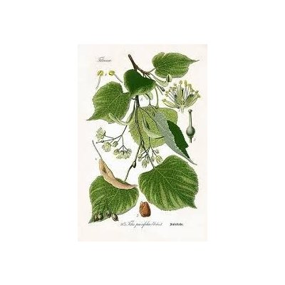 Sedmikráska bylinný sirup Lípa 0,5 l – Hledejceny.cz