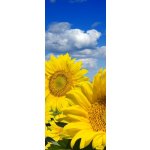 WEBLUX 16872718 Samolepka na dveře fólie Some yellow sunflowers against a wide field and the blue sky Některé žluté slunečnice proti širokému poli a modré obloze rozměry 90 x 220 cm