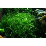 Taxiphyllum alternans - Taiwan moss – Zboží Dáma