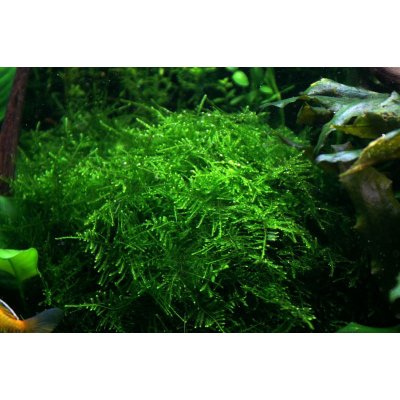 Taxiphyllum alternans Taiwan moss 7 cm – Zboží Mobilmania