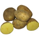 BIO sadbové brambory Bellinda - Solanum tuberosum - bio sadba - 10 ks – Zboží Dáma