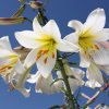 Lilie královská bílá - Lilium regale album - holandské cibule lilií - 1 ks