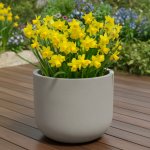 Sadbový set narcisů Produkty: Narcis 'Tete a Tete' – Sleviste.cz