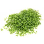 Micranthemum tweediei – Sleviste.cz