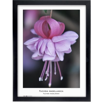 Tradag Rámeček Natura černý 30x40 – Hledejceny.cz