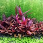 Alternanthera rubra - Plevuňka červená – Zboží Dáma