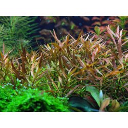 Ludwigia brevipes