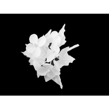 Umělé květy na drátku zasněžené, barva 1 bílá
