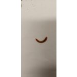 Potemník moučný 0,1 l – Hledejceny.cz