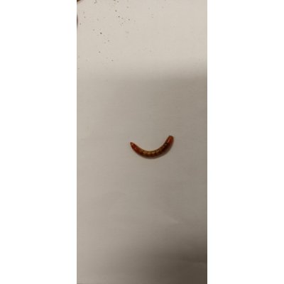 Potemník moučný 0,1 l – Hledejceny.cz