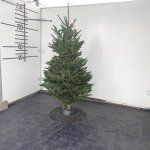 Živý vánoční stromek - Normandská Jedle 200-225cm 1.tr. – Zboží Dáma