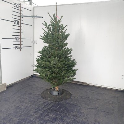 Živý vánoční stromek - Normandská Jedle 200-225cm 1.tr. – Zboží Dáma