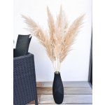 Sušená pampová tráva Cortaderia PAMPAS ECRU 100cm – Sleviste.cz