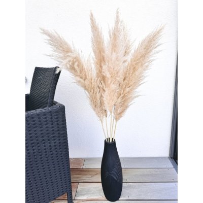 Sušená pampová tráva Cortaderia PAMPAS ECRU 100cm – Sleviste.cz