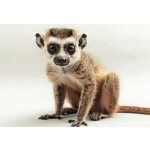 Pohlednice Lemur 1 – Hledejceny.cz