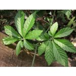 TSUGA Gynostemma pentaphyllum "Jiaogulan" – Hledejceny.cz