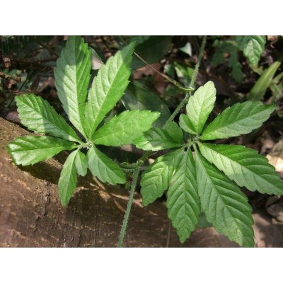 TSUGA Gynostemma pentaphyllum "Jiaogulan" – Hledejceny.cz