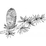 Alteya olej z cedrového dřeva 100% Bio 5 ml – Sleviste.cz