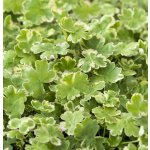 Hydrocotyle sib. ’Variegata’ – košík 11x11 cm – Sleviste.cz