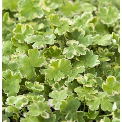 Hydrocotyle sib. ’Variegata’ – košík 11x11 cm – Sleviste.cz