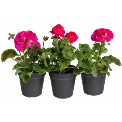 Výhodné balení 3x Muškát vzpřímený, Pelargonium zonale, tmavě růžový, velikost květináče 10 - 12 cm – Zboží Dáma