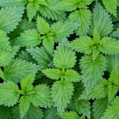 Kopřiva dvoudomá - Urtica dioica - semena kopřivy - 800 ks – Hledejceny.cz