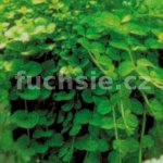 Lysimachia nummularia – Zboží Dáma