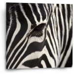 Sablio Obraz Detail zebra - 50x50 cm – Hledejceny.cz