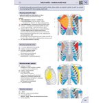 Memorix anatomie - 6. české vydání – Zboží Dáma Memorix anatomie - 6. české vydání – Zboží Dáma