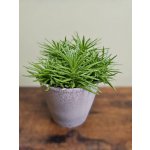 Senecio Hymalaya, sukulent, co miluje sucho – Sleviste.cz