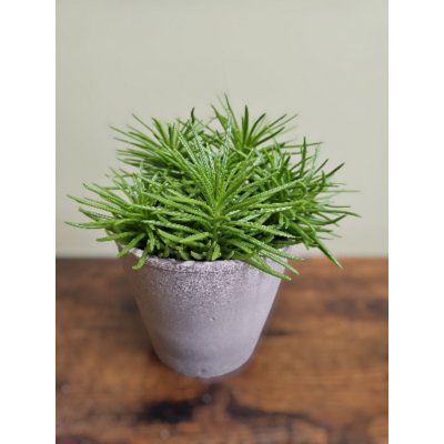 Senecio Hymalaya, sukulent, co miluje sucho – Sleviste.cz