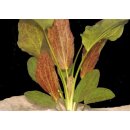 Akvarijní rostliny Echinodorus Red Flame - Šípatkovec Red Flame