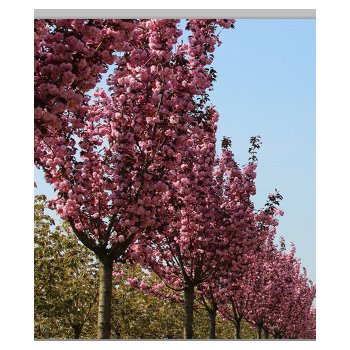 Prunus serrulata Royal Burgundy - okrasná třešeň, červenolistá