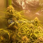 Dutch Passion MAZAR-REGULAR semena neobsahují THC 10Ks – Sleviste.cz