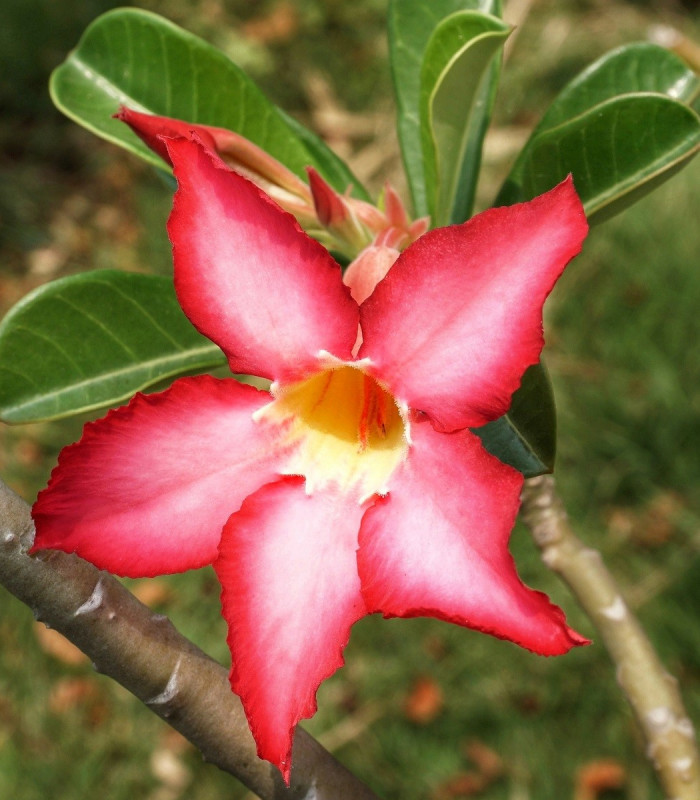Pou tn R e Adenium Obesum Semena Pou tn R e 5 Ks Od 63 K pou-tn-r-e-adenium-obesum-semena-pou-tn-r-e-5-ks-od-63-k
