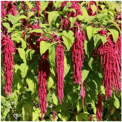 Laskavec ocasatý - Amaranthus caudatus - semena laskavce - 300 ks