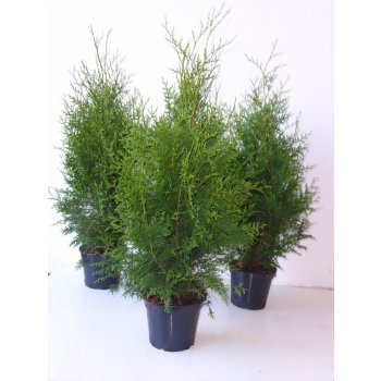 Thuja occidentalis Brabant - tuje na živý plot