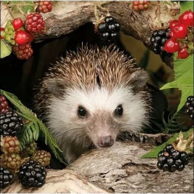 Ubrousek 33x33 cm JEŽEK – HobbyKompas.cz