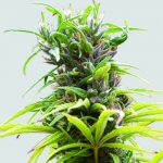 Nirvana Hawaii Maui Waui regular semena neobsahují THC 10 ks – Sleviste.cz