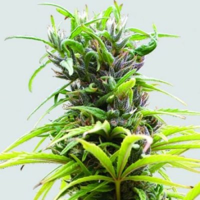 Nirvana Hawaii Maui Waui regular semena neobsahují THC 10 ks – Sleviste.cz