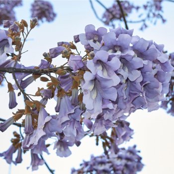 Semínka Paulovnie - Paulownia tomentosa - Čínský císařský strom - Paulovnie plstnatá - prodej semen - 15 ks