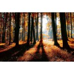 Dimex MS-5-1877 Vliesová fototapeta Barevný podzimní les rozměry 375 x 250 cm – Sleviste.cz