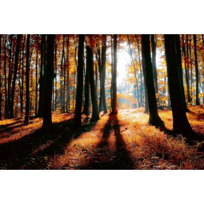 Dimex MS-5-1877 Vliesová fototapeta Barevný podzimní les rozměry 375 x 250 cm – Sleviste.cz