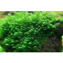 Fissidens fontanus - Phoenix moss