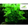 Akvarijní rostlina I--Z Nymphoides sp. Taiwan