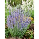 Perovskie dřevinkovitá 'Lacey Blue' – Zboží Dáma