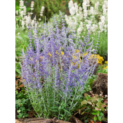 Perovskie dřevinkovitá 'Lacey Blue' – Zboží Dáma